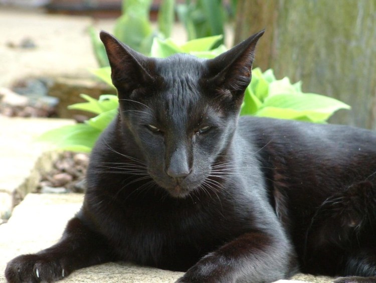 Ориентальная кошка черная