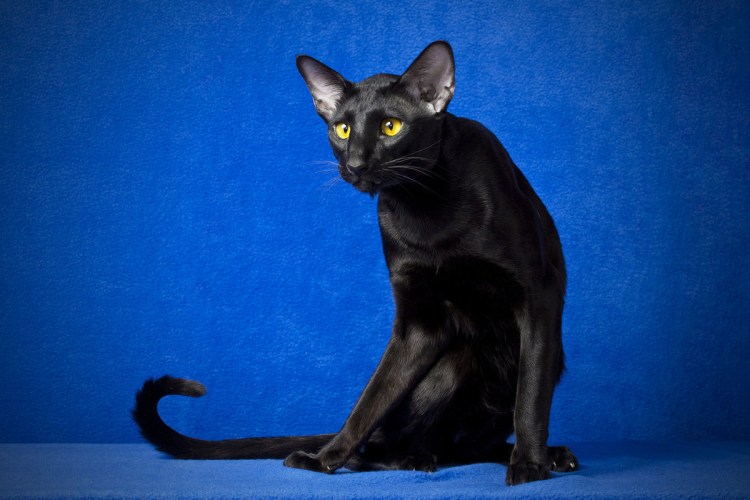 Ориентальная кошка черная