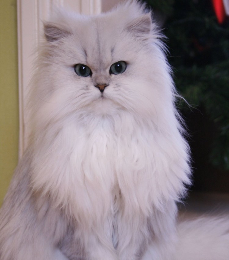 Британская длинношерстная шиншилла