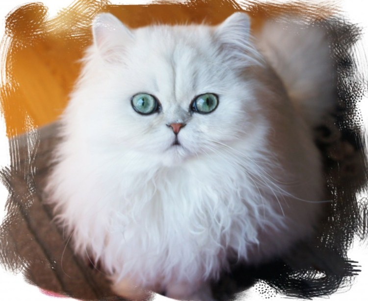 Кошка шиншилла белая длинношерстная