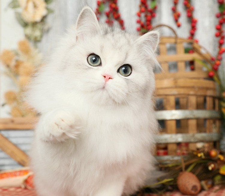 Голубая шиншилла кошка