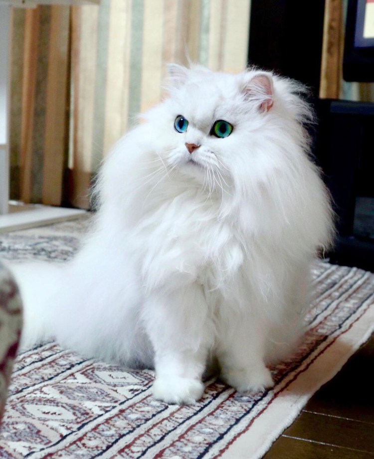 Британская длинношёрстная кошка белая