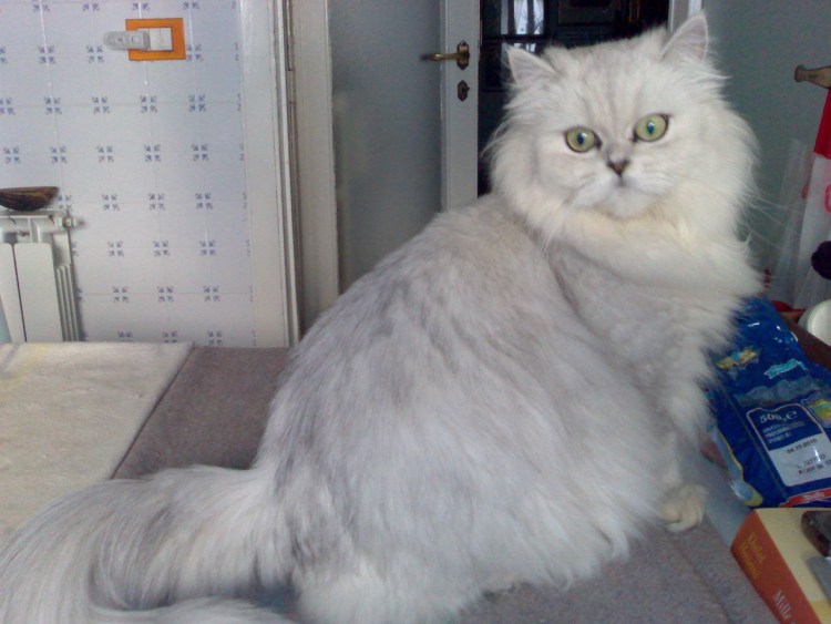 Персидская длинношерстная шиншилла