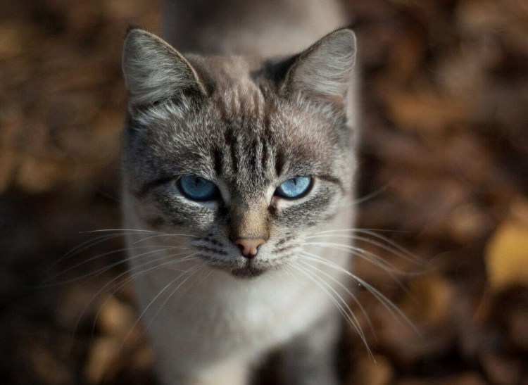 Алтайская голубоглазка кошка