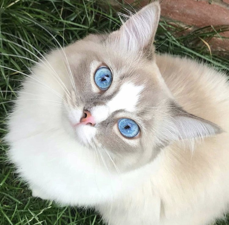 Голубоглазая кошка