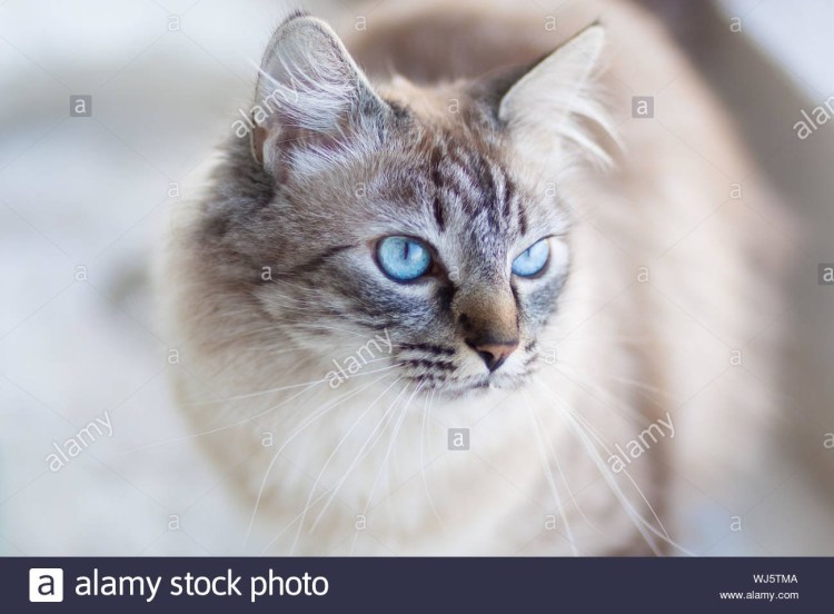 Оху азелес порода кошек