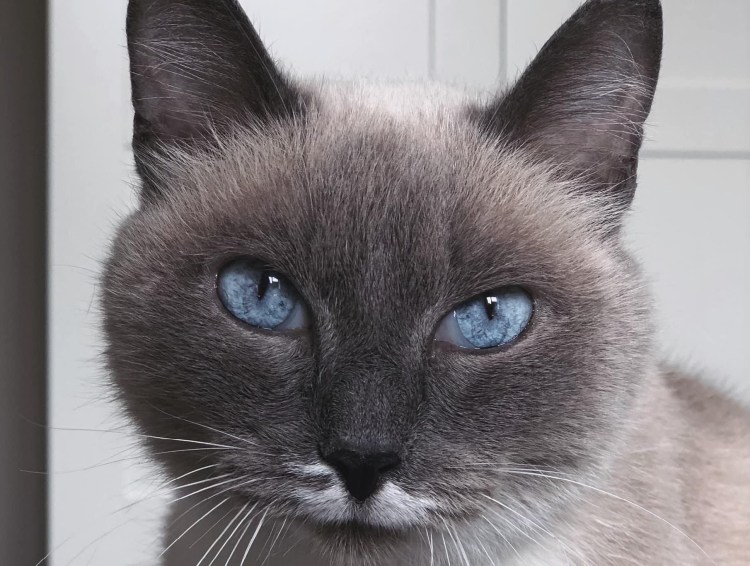 Алтайская голубоглазка кошка