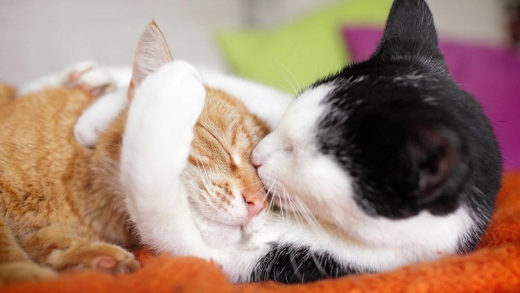 Котики обнимаются