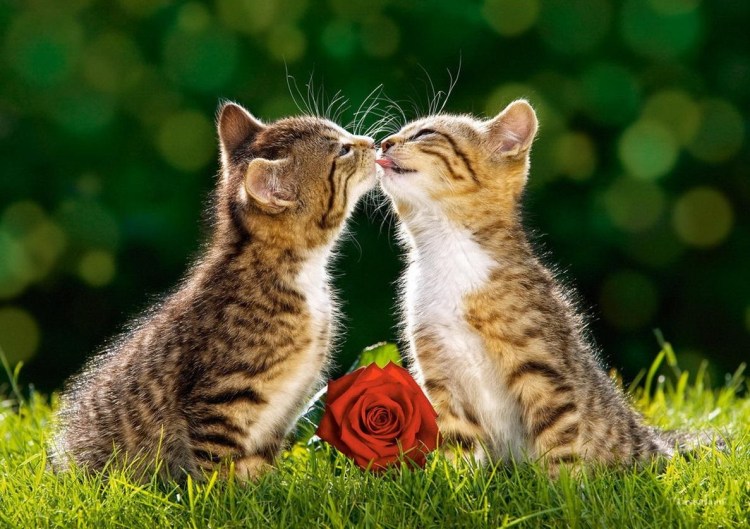 Два котенка обнимаются