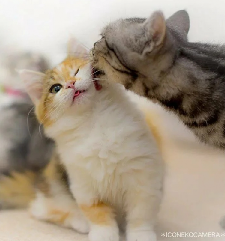 Котята любовь