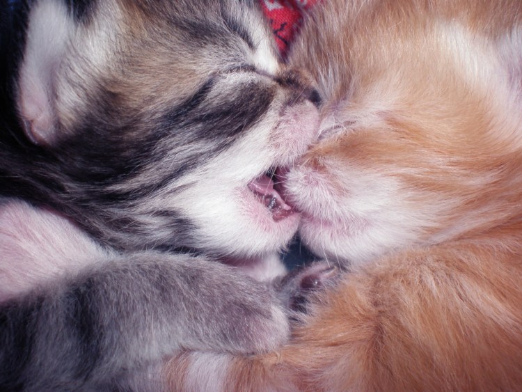 Влюбленные кошки