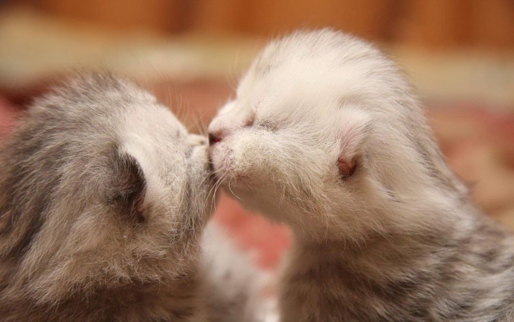 Нежность котята