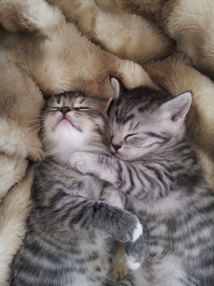 Котята обнимаются