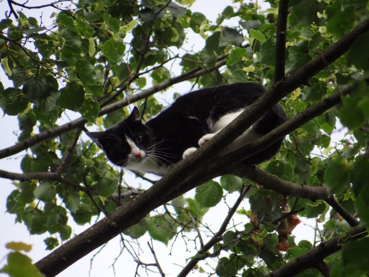 Коты на деревьях