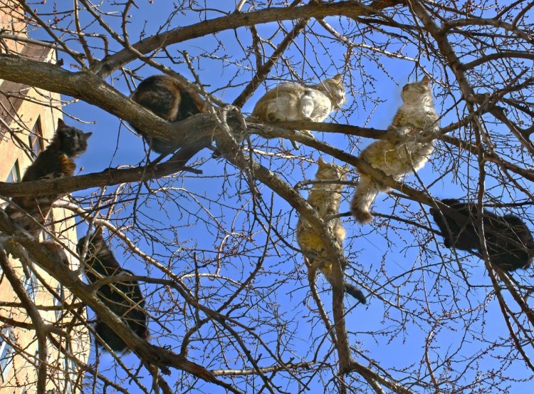 Гнездо для кошки