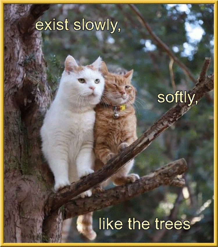 Кот который живет на дереве в Польше