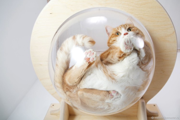 Котенок в дупле