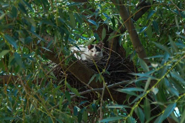 Кошачье гнездо