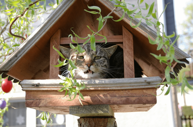 Рысь в дупле