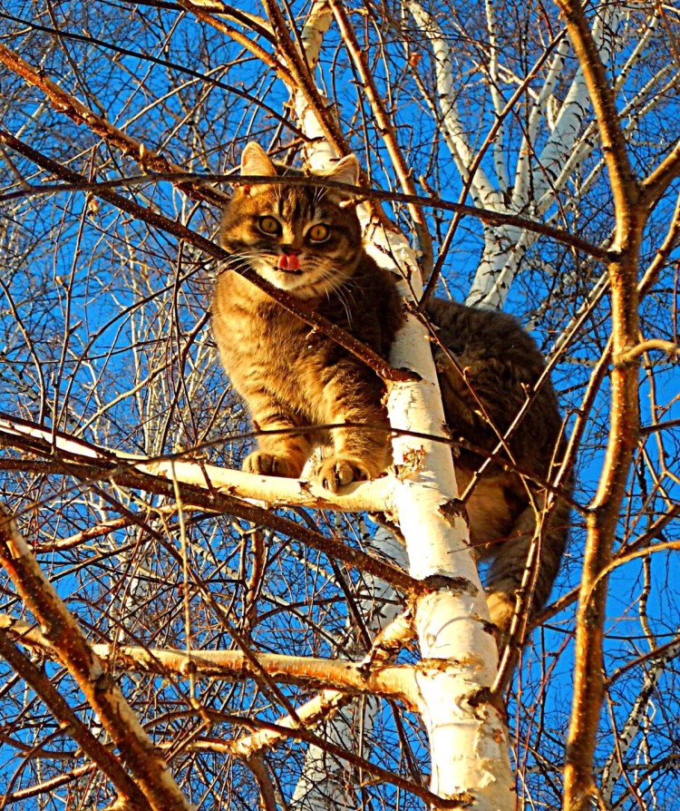 Коты прилетели