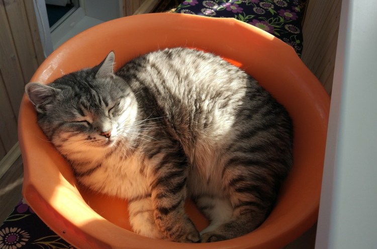 Гнездо и коты