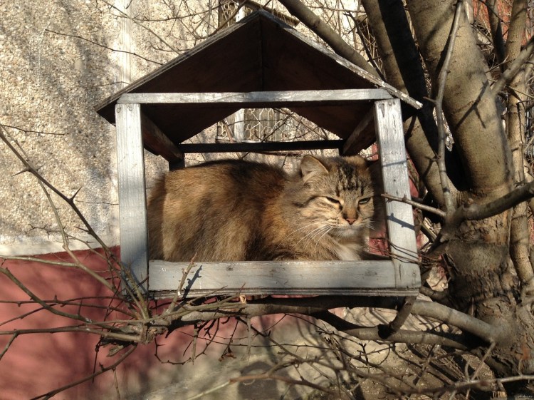 Весна пришла коты прилетели