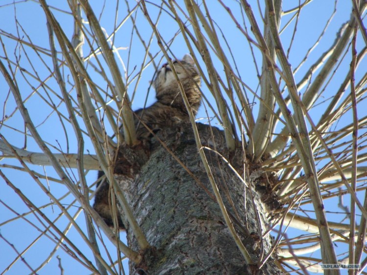 Китайская живопись