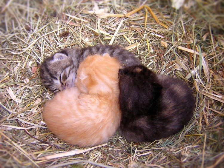 Дикая Лесная кошка Нора