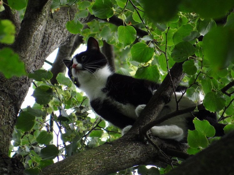 Кошки живущие на деревьях