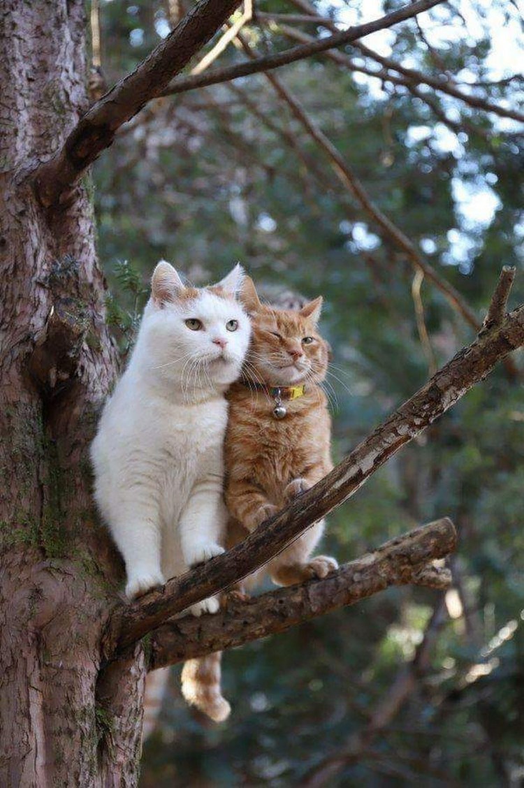 Кот в скворечнике