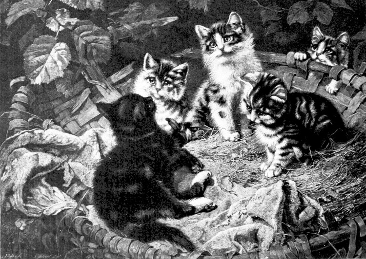 Много котов на дереве