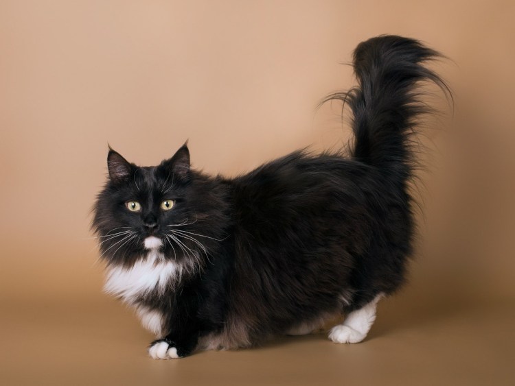 Манчкин порода кошек черный