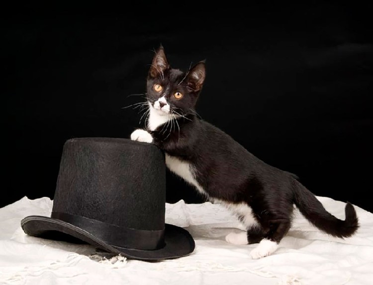 Европейская короткошерстная кошка черно-белая