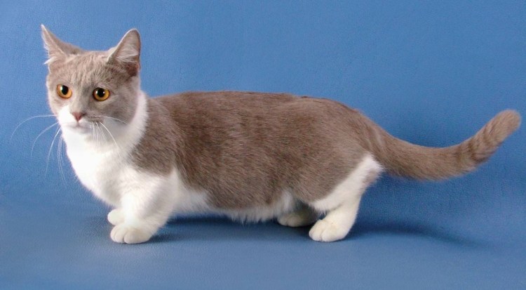 Котики черные с короткими лапками