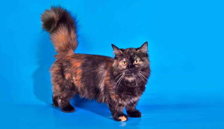 Коротколапые котята Манчкин