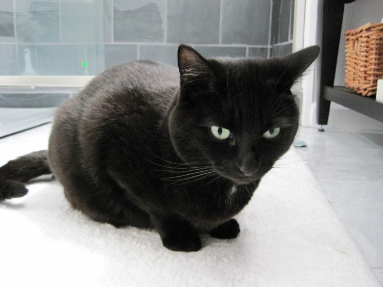 Манчкин кошка черная