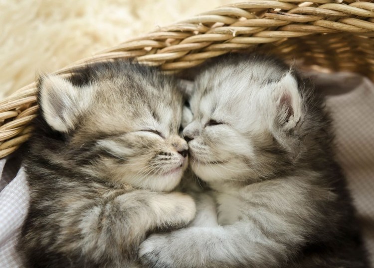 Кошечки спят в обнимку