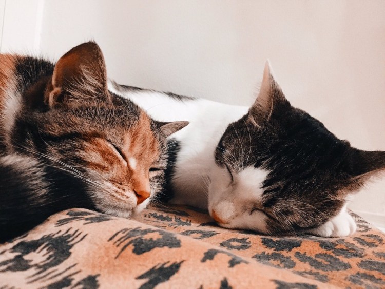 Кошачьи объятия