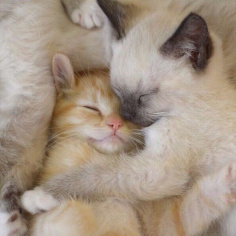 Влюбленные коты