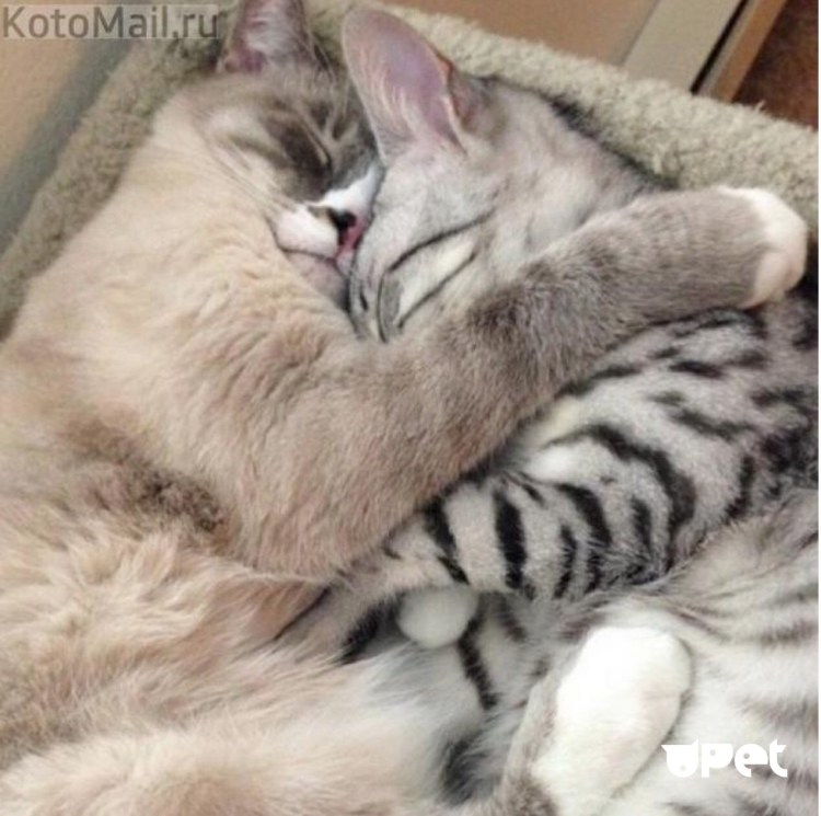 Обнимашки котят