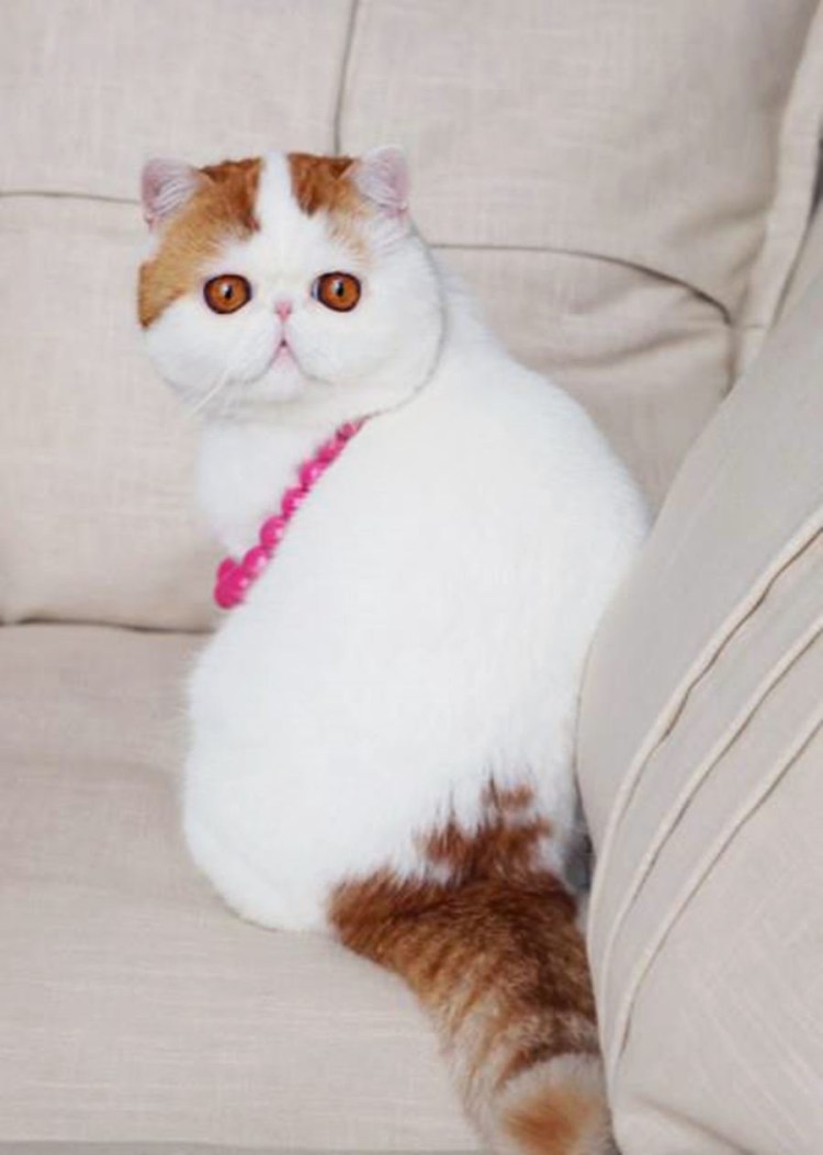 Глаза персидских котов