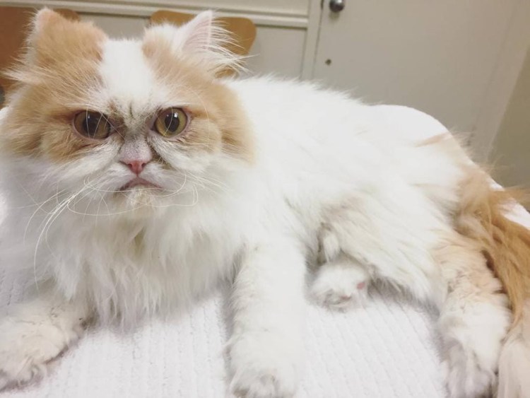 Кот с плоской мордой