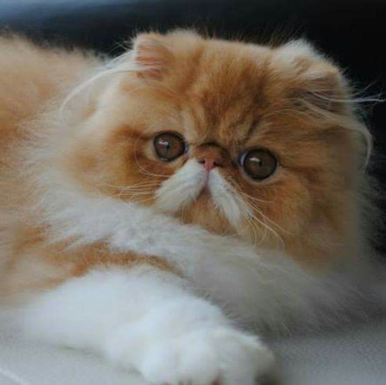 Кот экзот вислоухий