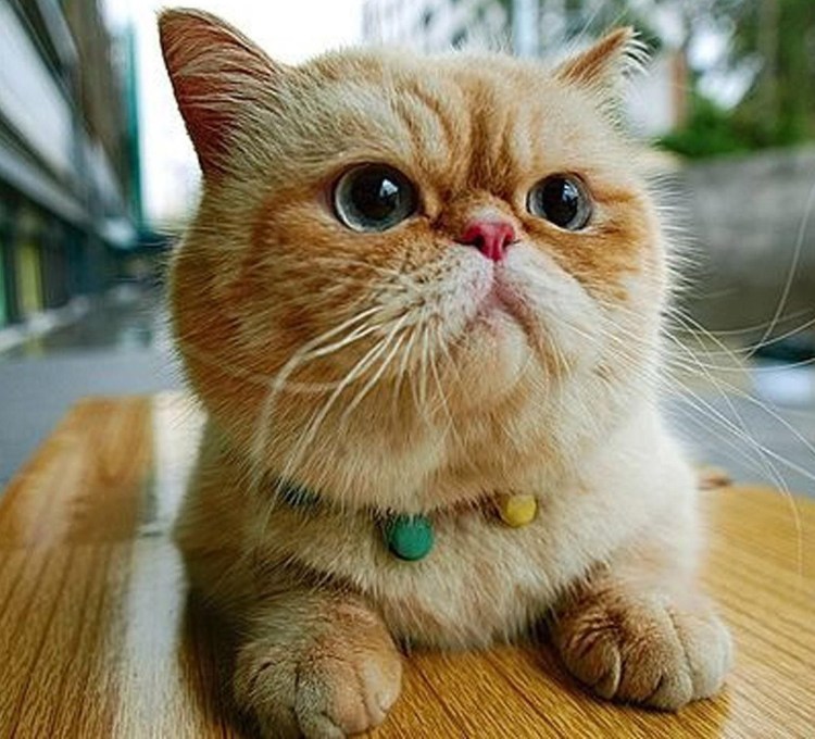 Экзот Гарфилд