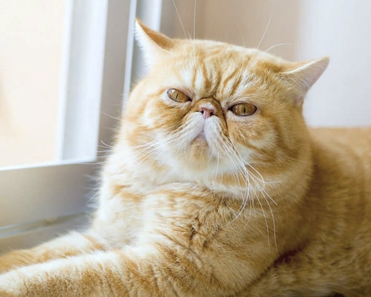 Гарфилд порода кота