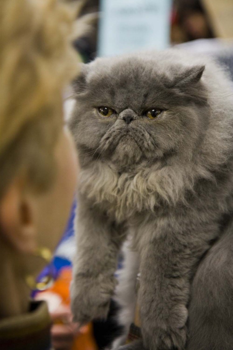 Экзот кошка