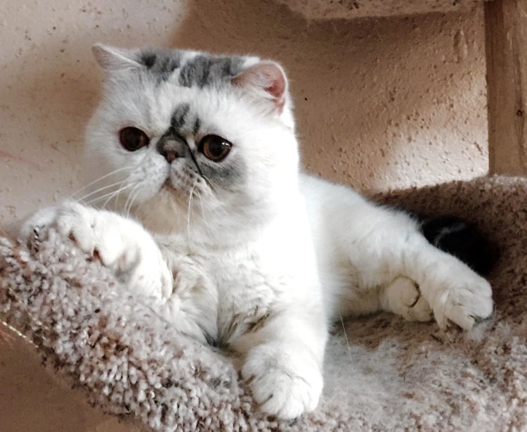 Вислоухие экзоты котята