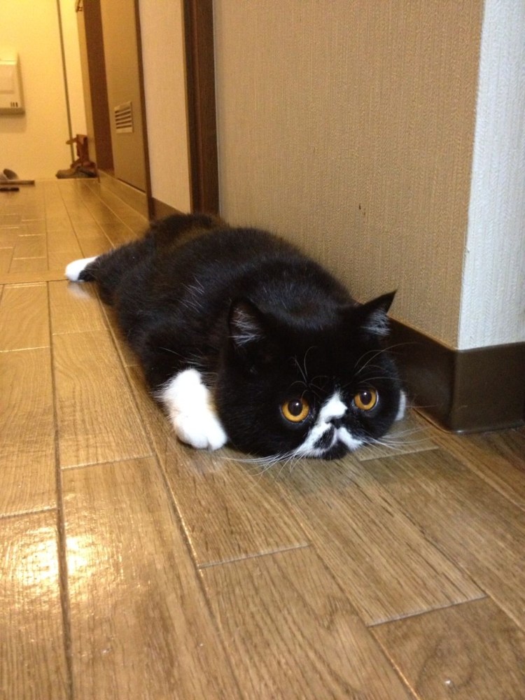 Коты у которых морда приплюснутая