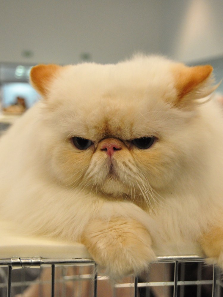 Серая кошка с приплюснутой мордой