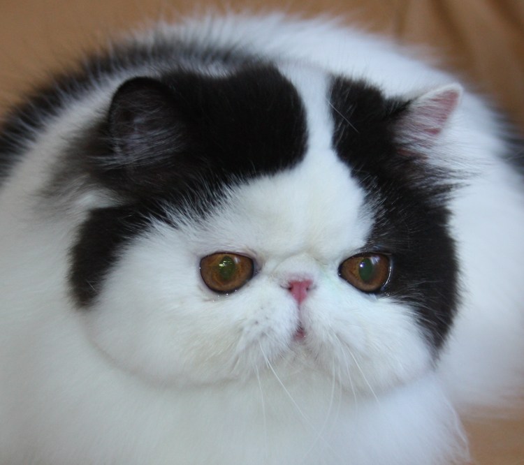 Персидская кошка с приплюснутой мордой